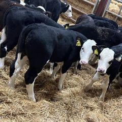 Hereford Bulls
