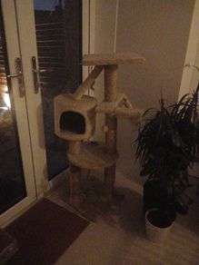 cat tree