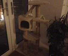 cat tree