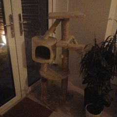 cat tree
