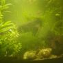 fish Image 4