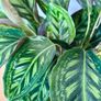 Calathea Flamestar in 19cm pot and 70cm in height Image 5