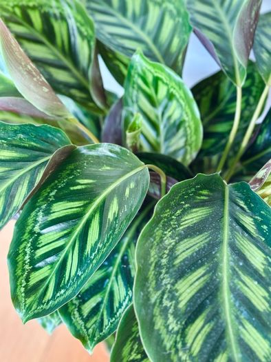 Calathea Flamestar in 19cm pot and 70cm in height