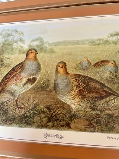 Six Traditional 20th Century Placemats by Pimpernel Gamebirds
