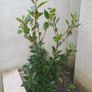 bay tree/plant Image 3
