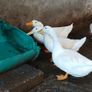 aylesbury ducklings Image 3