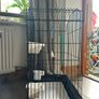 parrot/bird cage Image 2