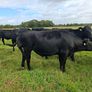 12 angus bullocks 450 -460kg Image 5