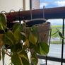 Indoor/outdoor use - 9 plant pots from H&M Image 10