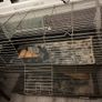 rabbit guinea pig 2 tier cage Image 2