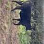 AAX heifers Image 3