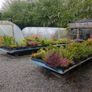 Laurel Hedging Plants, in Pots Image 5