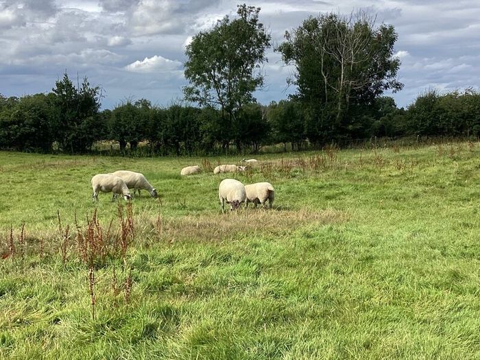 Hoggets