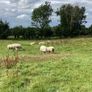 Hoggets Image 5