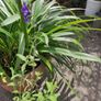 XXL Agapanthus africanus umbellatus Blue plant in the plastic pot Image 4