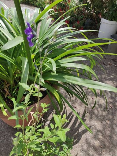 XXL Agapanthus africanus umbellatus Blue plant in the plastic pot