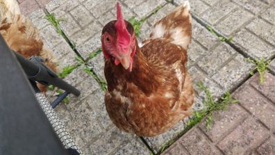 Free Range Eggs