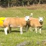 Pedigree Beltex Hogget ewes Image 10