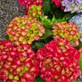 Large Hydrangea Plants Image 7