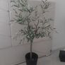 Olive Artifical Tree Image 4
