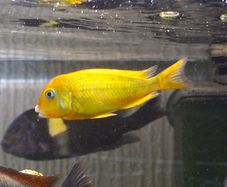 Juwel Rio 350