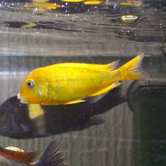 Juwel Rio 350