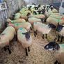 Hogget Ewes Image 8