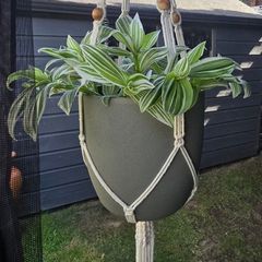 large hanging flower pot and hanger not included in the price
