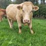 Organic heifers Image 10