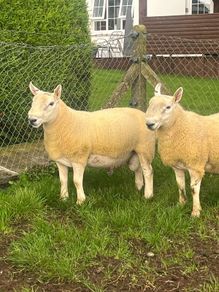 North country cheviot shearling rams