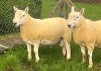 North country cheviot shearling rams