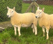 North country cheviot shearling rams