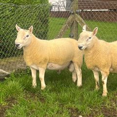 North country cheviot shearling rams