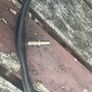 schwalbe tube Image 2