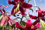 Lily Miss Feya Bulbs