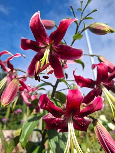 Lily Miss Feya Bulbs