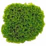 SuBwassertang (Lomariopsis lineata) 80ml 5 cups Image 3