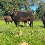 2 Super pb blue Texel hogget rams Image 7