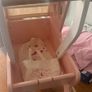 Le Toy Van dolls pram Image 3