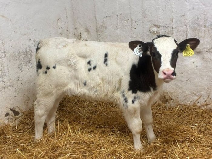 Super Belgian Blue & Charolais Bull Calves