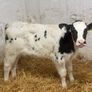 Super Belgian Blue & Charolais Bull Calves Image 7