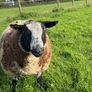 Dutch Spotted Ram lamb Image 6