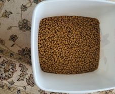 Schnauzer food, bed and crate