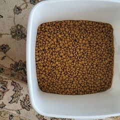 Schnauzer food, bed and crate