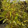 Potted Bamboo Plants x 2 Image 2