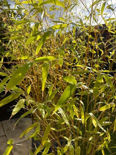 Potted Bamboo Plants x 2