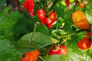Scorpion Pepper and Ghost Pepper Seeds