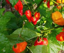 Scorpion Pepper and Ghost Pepper Seeds