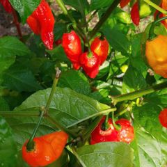 Scorpion Pepper and Ghost Pepper Seeds