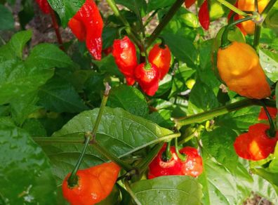 Scorpion Pepper and Ghost Pepper Seeds